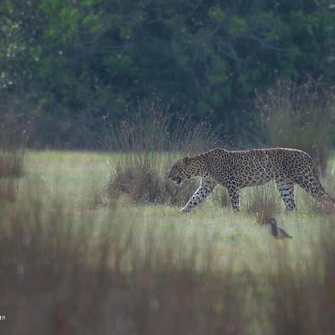 wilpattu safari 27 min
