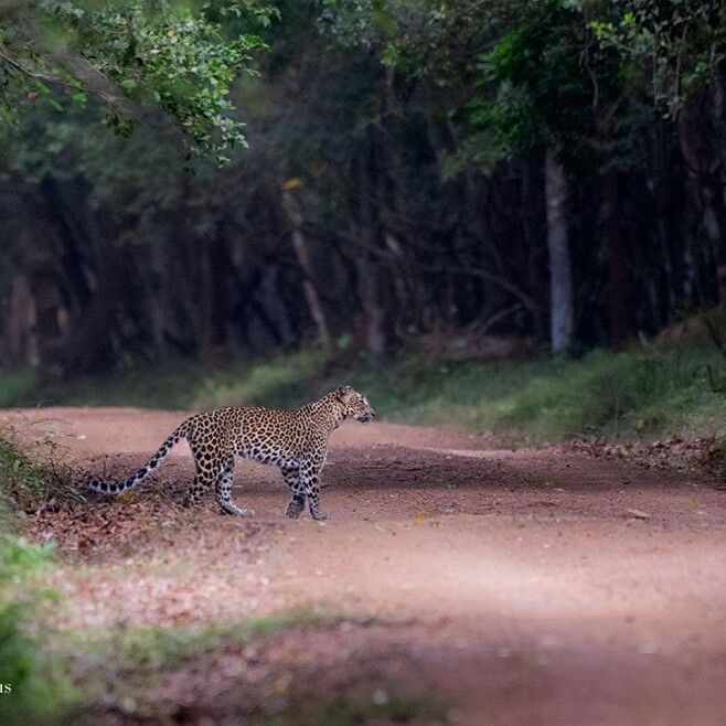 wilpattu safari 39 min