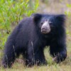 wilpattu safari 40 min
