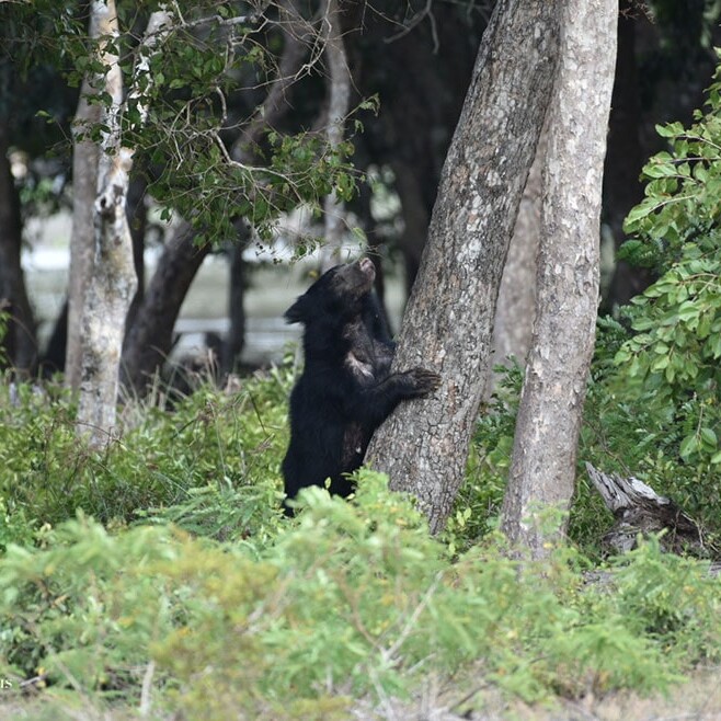 wilpattu safari 119 min