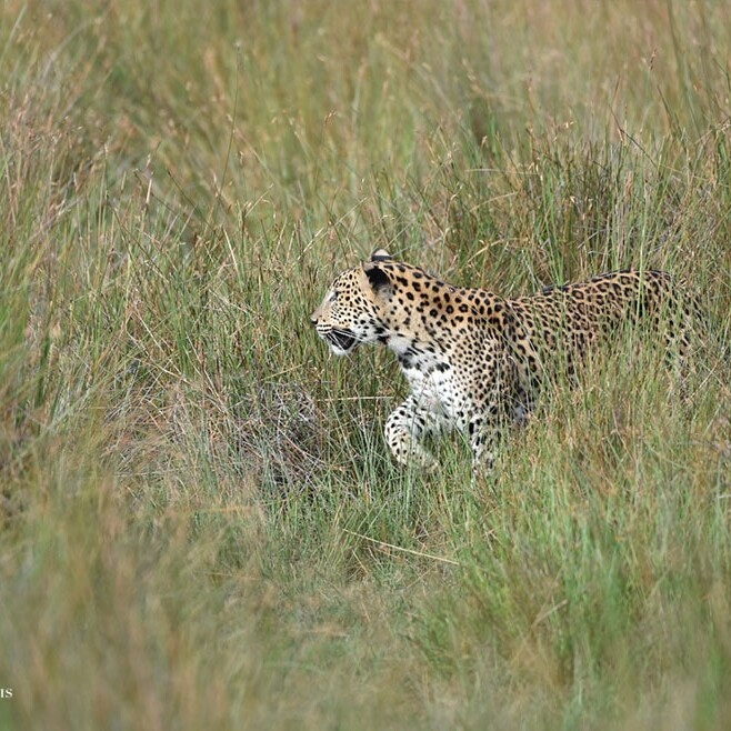 wilpattu safari 120 min