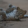 wilpattu safari 124 min