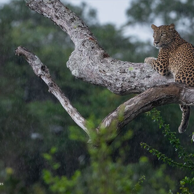 wilpattu safari 125 min