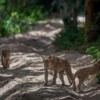 wilpattu safari 127 min