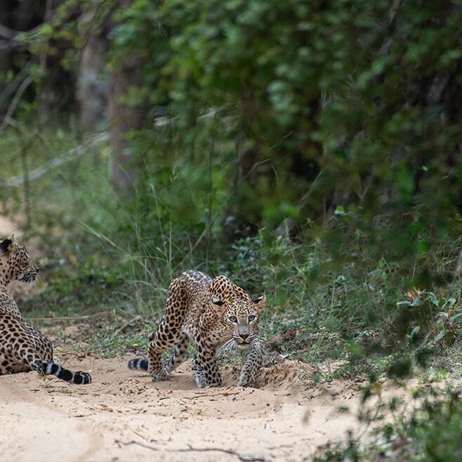 wilpattu safari 131 min