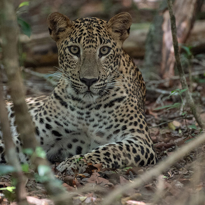 wilpattu safari 132 min