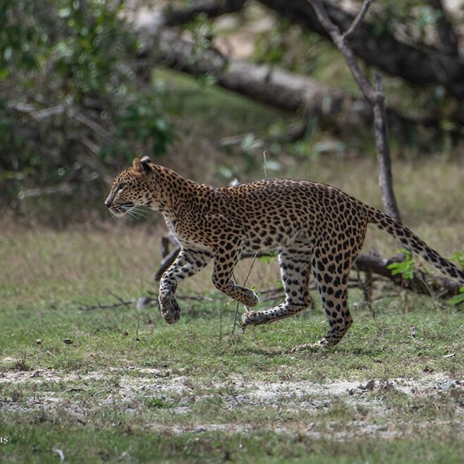 wilpattu safari 134 min