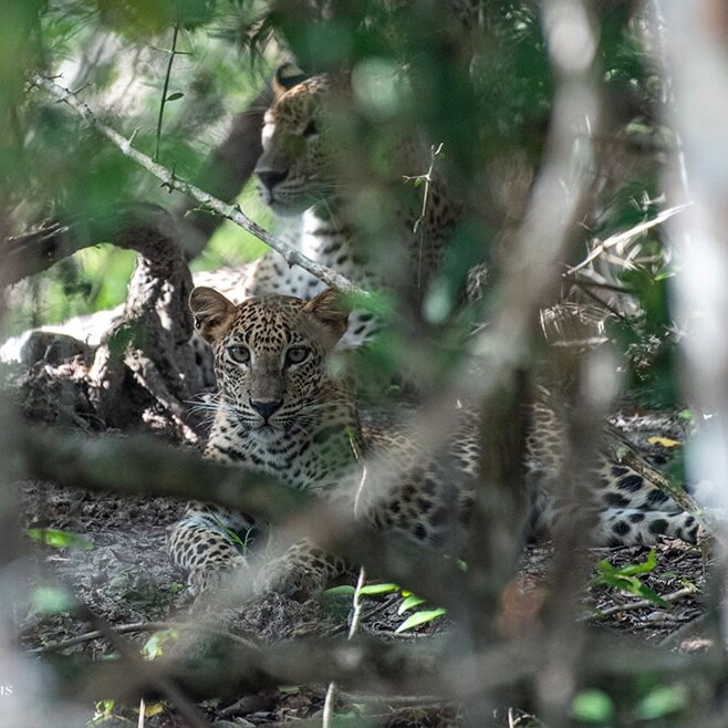 wilpattu safari 135 min