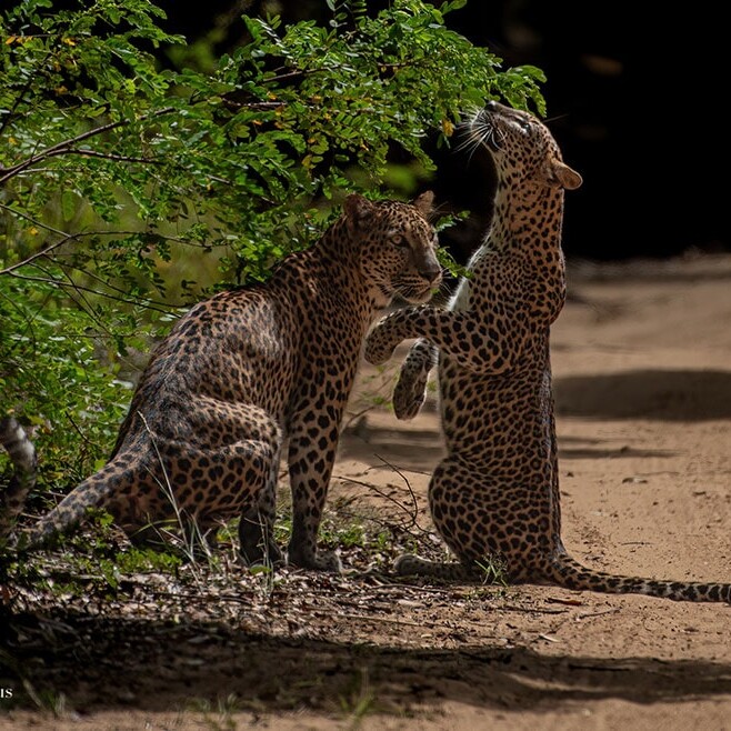 wilpattu safari 136 min