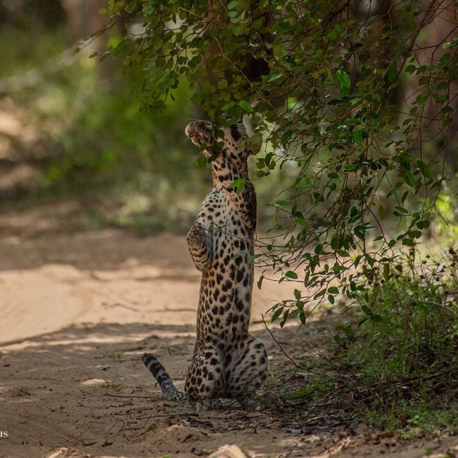 wilpattu safari 137 min