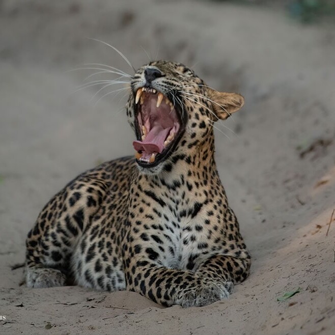 wilpattu safari 139 min