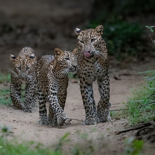 wilpattu safari 141 min
