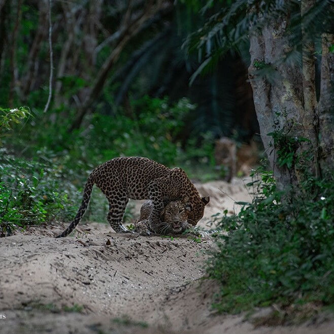 wilpattu safari 142 min