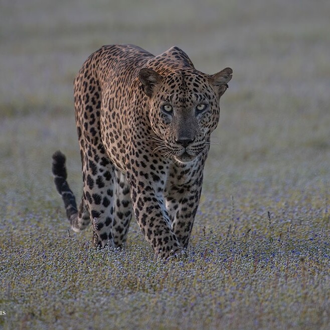 wilpattu safari 143 min