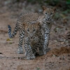 wilpattu safari 145 min
