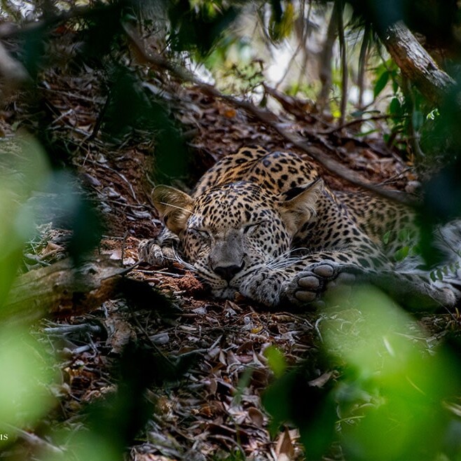 wilpattu safari 151 min