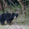 wilpattu safari 165 min