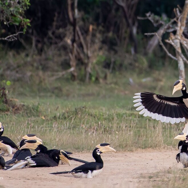 wilpattu safari 167 min