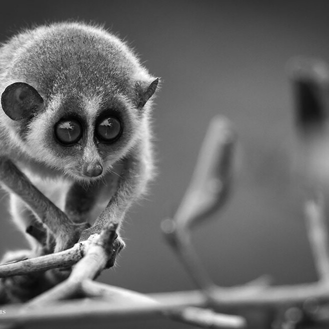 wilpattu safari 178 min