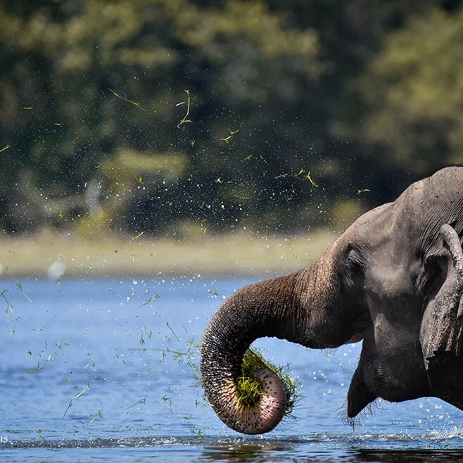 wilpattu safari 190 min