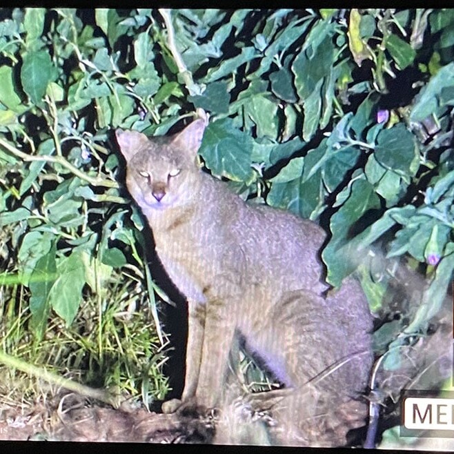 wilpattu safari 87 min